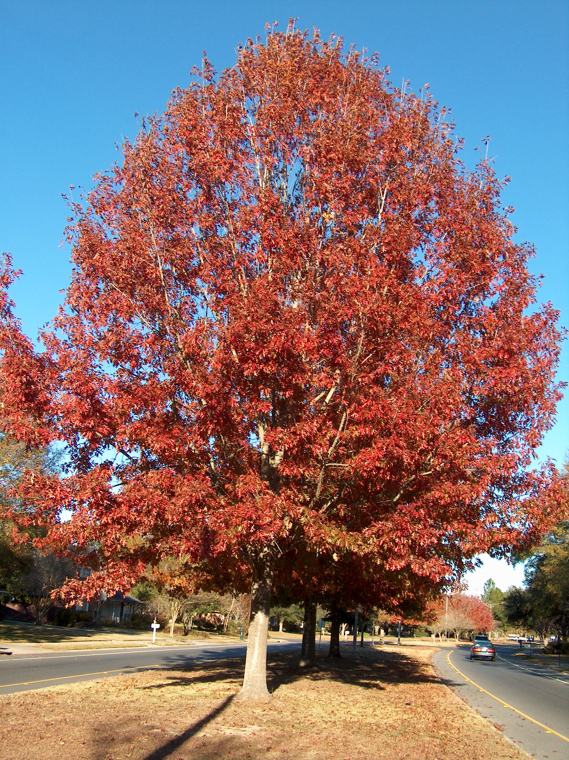 Quercus shumardii 2.JPG thumbnail
